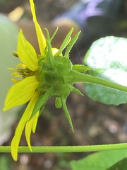 Helianthus decapetalus