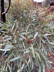 Eucalyptus talyuberlup
