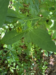 Helianthus decapetalus