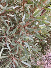 Eucalyptus talyuberlup