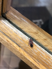 Neacoryphus bicrucis