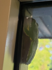 Hyla gratiosa