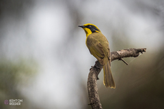 Lichenostomus melanops
