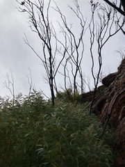 Eucalyptus talyuberlup