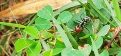 Camponotus lindigi