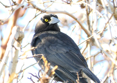 Strepera versicolor arguta