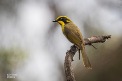 Lichenostomus melanops