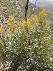 Eucalyptus talyuberlup