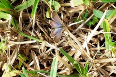 Zizeeria knysna