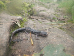 Plethodon chattahoochee