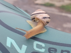 Caucasotachea vindobonensis