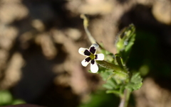 Lyperia