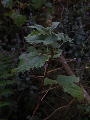 Ribes rubrum