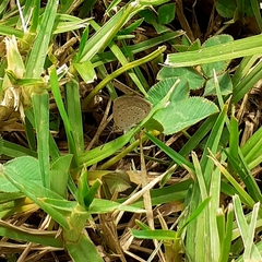 Zizeeria knysna