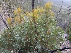 Eucalyptus talyuberlup