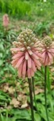 Veltheimia bracteata