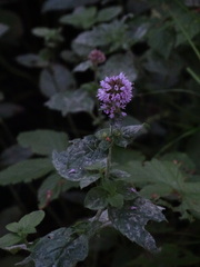 Mentha aquatica