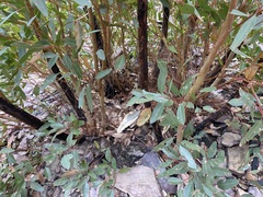 Eucalyptus talyuberlup