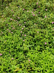 Impatiens chinensis
