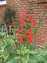 Salvia coccinea