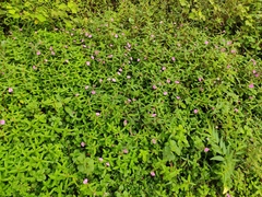 Impatiens chinensis