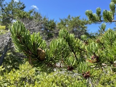 Pinus banksiana