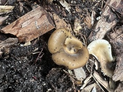 Hohenbuehelia petaloides