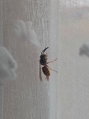 Vespula germanica