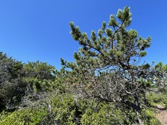 Pinus banksiana