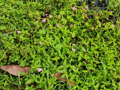 Impatiens chinensis