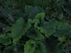 Arctium lappa