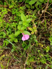 Impatiens chinensis