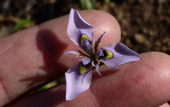 Moraea fergusoniae