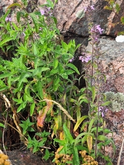 Stachys palustris