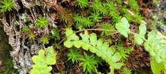 Athyrium anisopterum