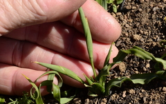 Moraea fergusoniae