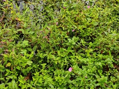 Impatiens chinensis