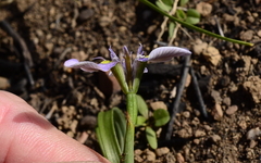 Moraea fergusoniae