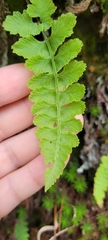 Athyrium anisopterum