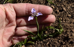 Moraea fergusoniae