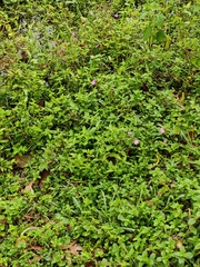 Impatiens chinensis
