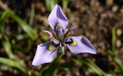 Moraea fergusoniae