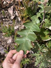 Banksia grandis
