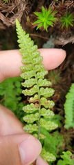 Athyrium anisopterum