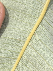 Banksia grandis