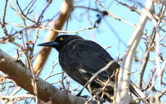 Strepera versicolor arguta