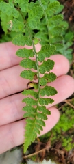 Athyrium anisopterum