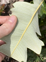 Banksia grandis