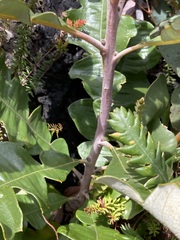 Banksia grandis