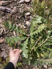 Banksia grandis